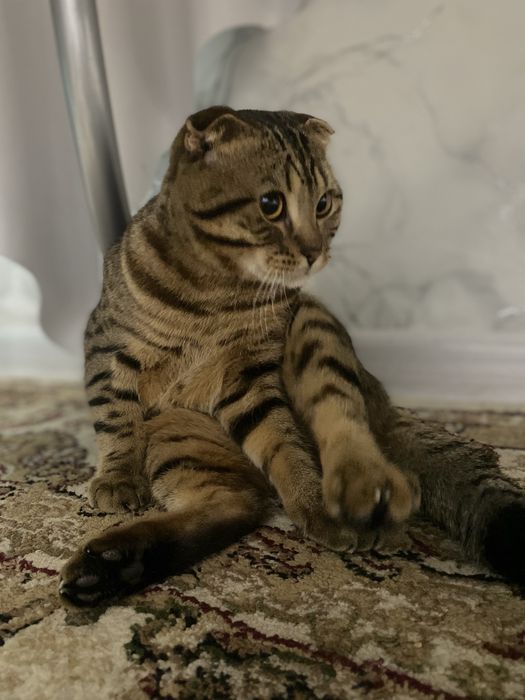 Отдам кота даром