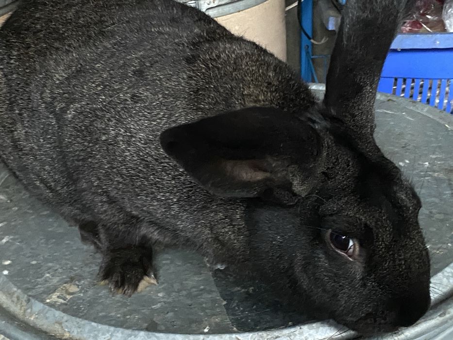 Hicole Francez rasa pura din parinti de exceptie