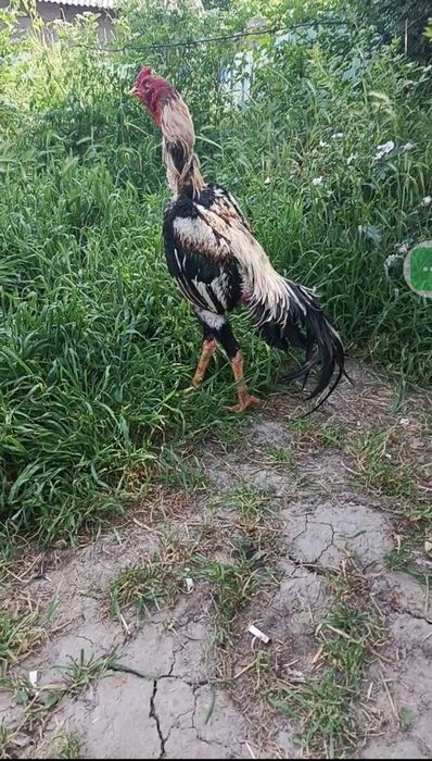 Tullak juja qilingan o wamo Tulsa 7 kilo busakira uta yirigidan boqama