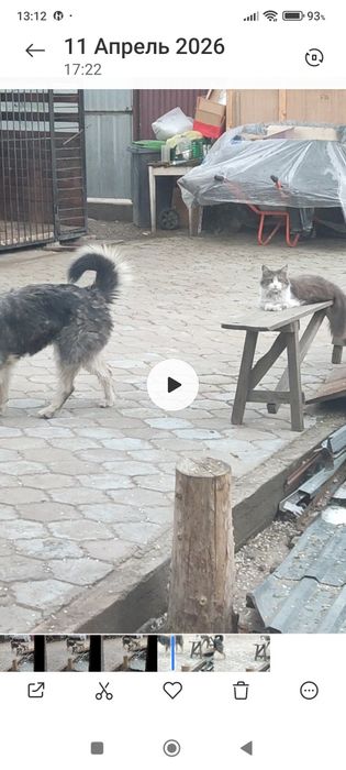Пропал кот! Район нижняя пятилетка