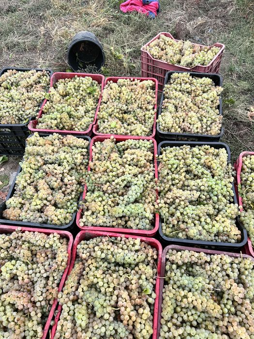 Struguri de vin