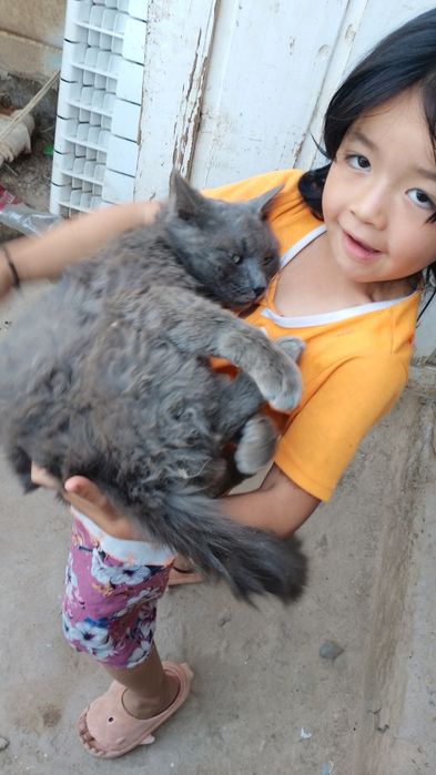 Mushuk  sotiladi rangi kulrang tusga ega bu