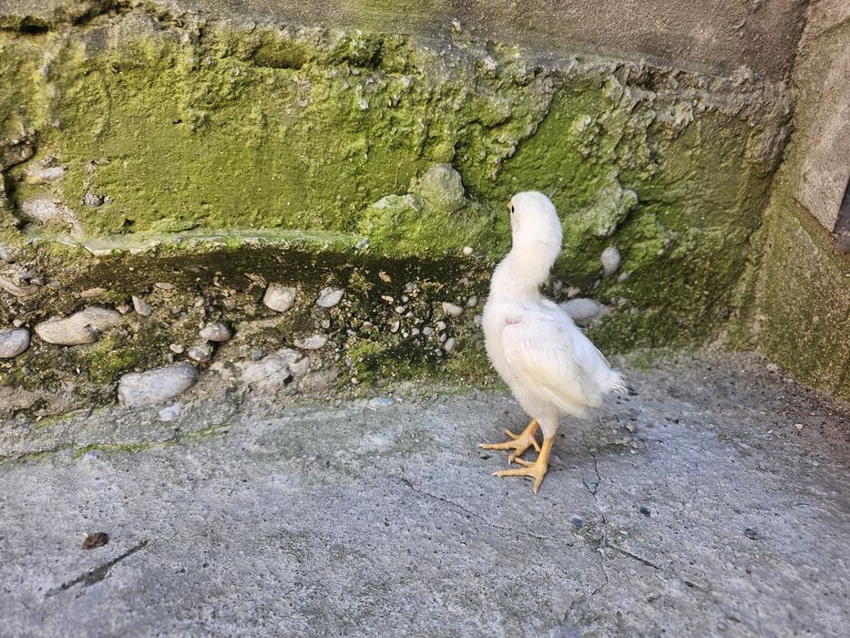 О шамо немец (ақ) балапандары сатылады