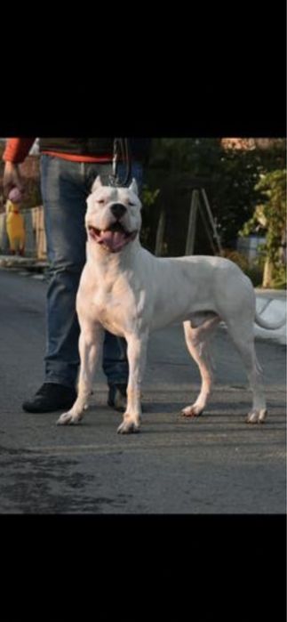 Femela Dog Argentinian/Pedigree