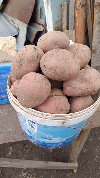 Продам красный едовой картофель.