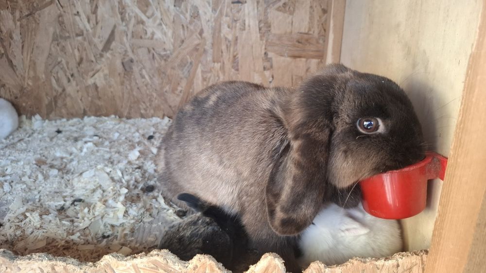 Iepuri berbec pitic originali