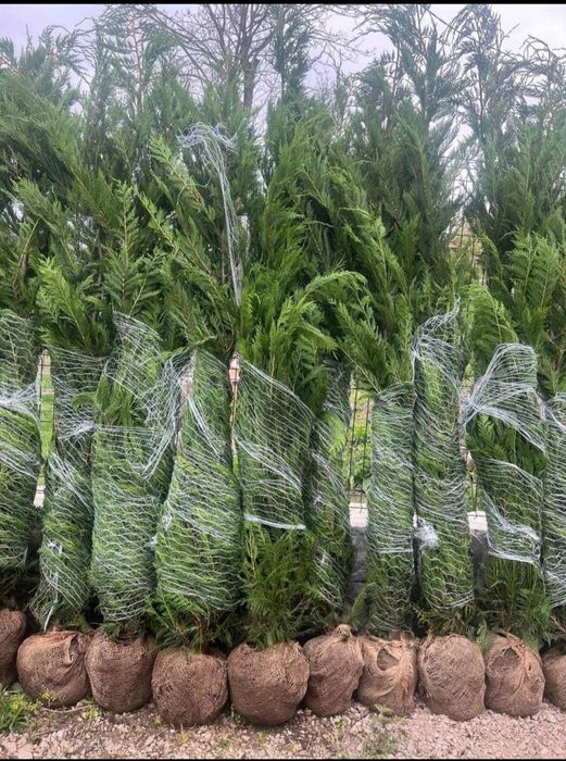 Cupressus leylandii 2.5m - 3m gard viu, calitate premium, super preț!