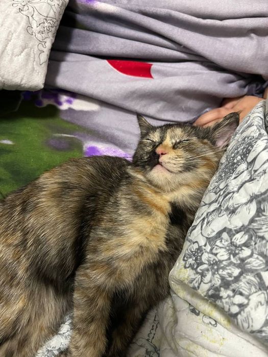 Кошка, стерилизованная