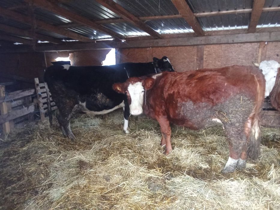 Vând vaci si o vitea