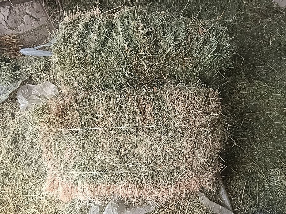 Жоңышқа прес таза