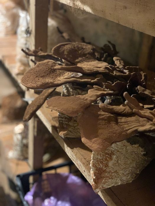 Ganoderma Lucidum (Reishi)  - ciuperca nemuririi