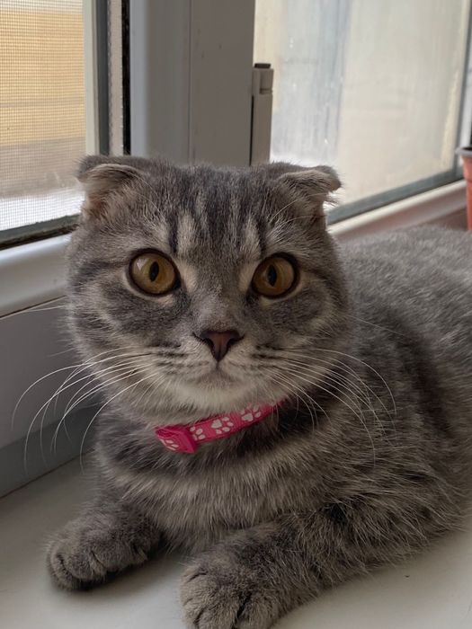 Вислоухая  кошка