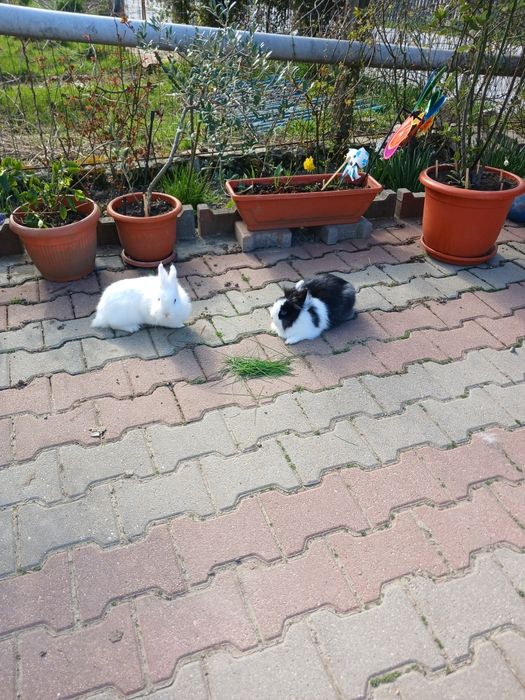 Iepurași pitici colorati