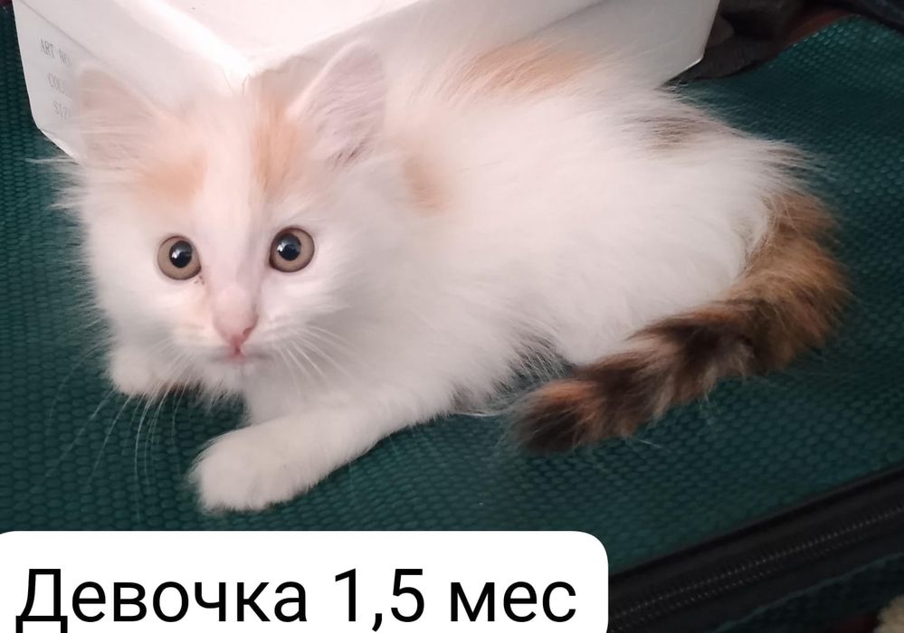 Котята в добрые руки