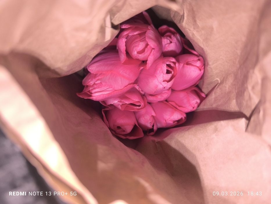 Тюльпаны оптом по 400