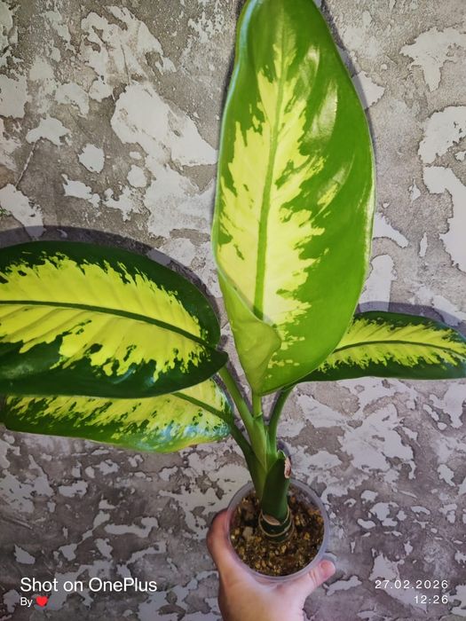 Диффенбахия Тропик Сноу