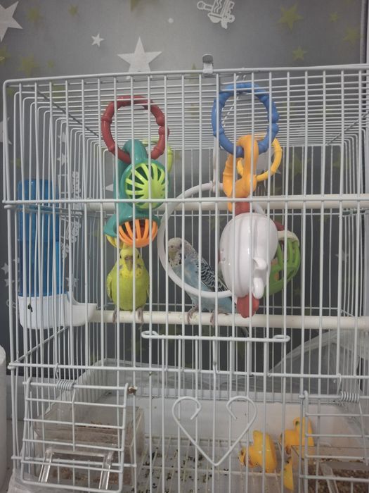 Попугай Продам 2