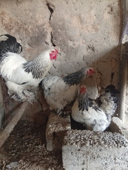 Broma Tuxumlari sotiladi 15 ming joʻjasiga zakas olamiz