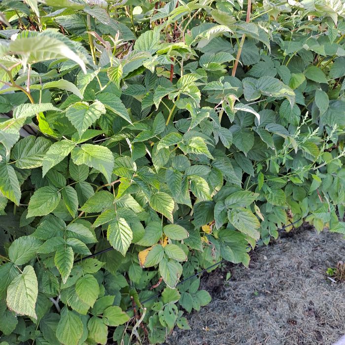 Продам саженцы малины.