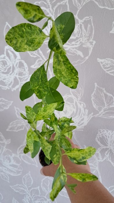 Комнатные цветы неприхотливые