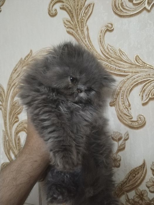 Персидские котята зксрималы