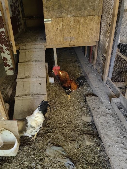 Продаются молодые петушки