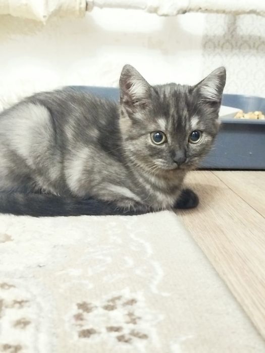 Котенок девочка