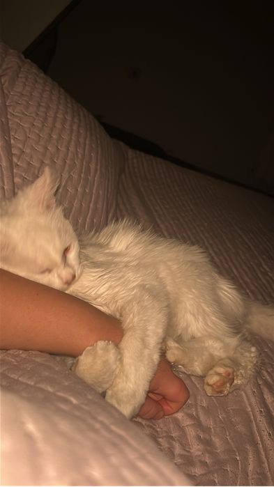 Подарявам котенце