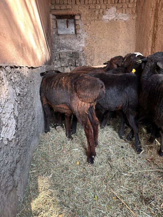 Кошкарлар сатылады