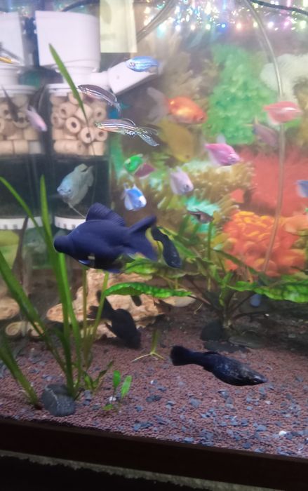 Продам трёх рыбок.