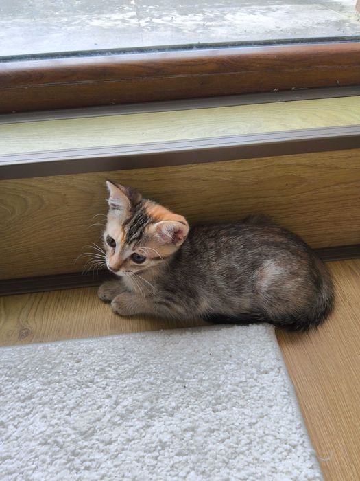 Нежна домашна котка на 2,5 месеца търси своя дом