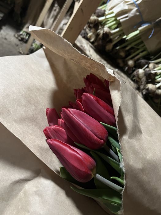 Тюльпаны на 14 февраля и 8 марта