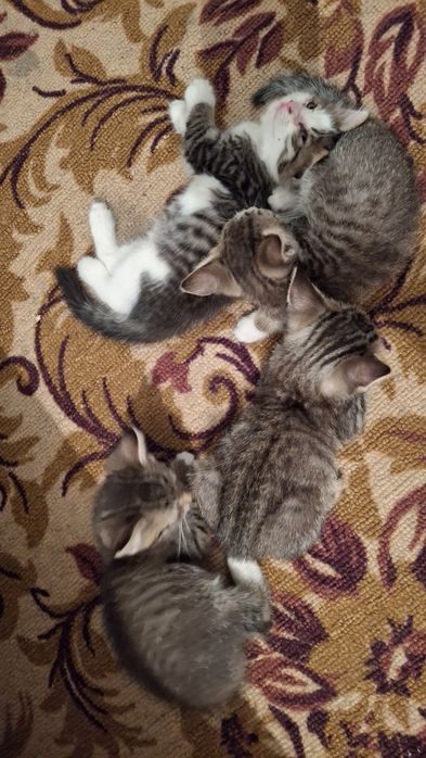 Отдадим котят в добрые руки!