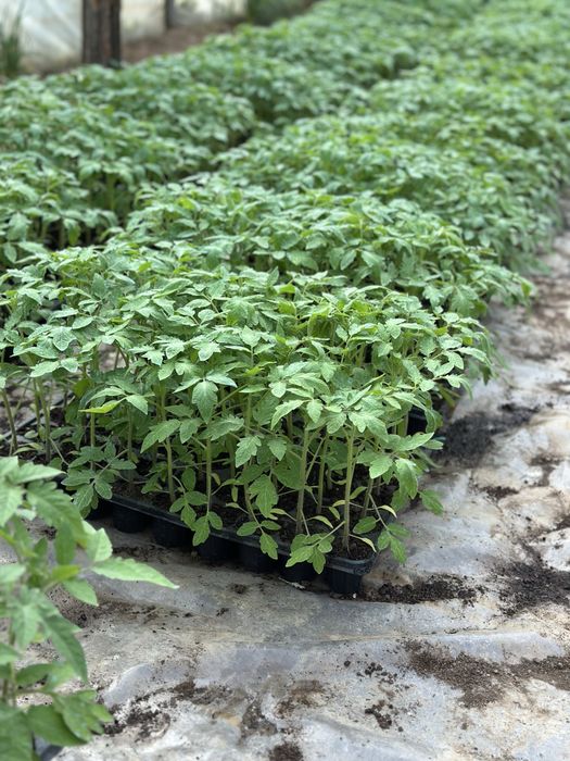 Rasaduri calitatea 1 (producator legume si rasad) Balta Doamnei • OLX.ro