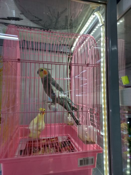 Кореллы молодые ручные