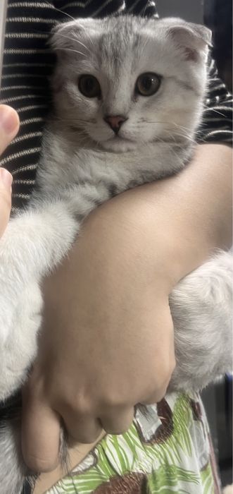 Шотландская вислоухая кошка