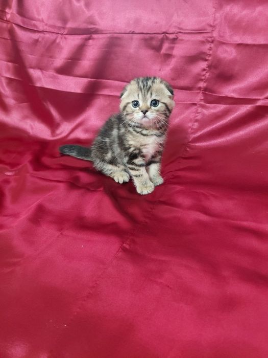 Срочно продаются котята