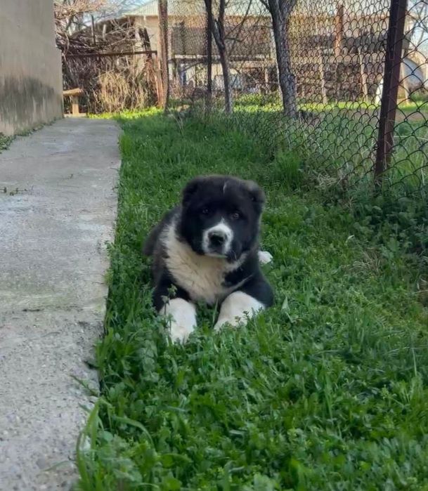 Шинек Алабай  линия чемпионов