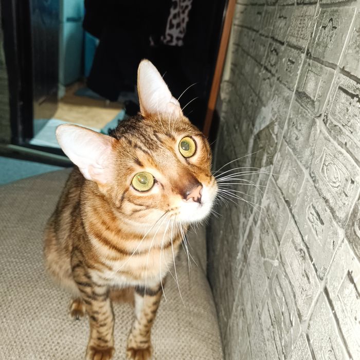 кот бенгал кастрированный