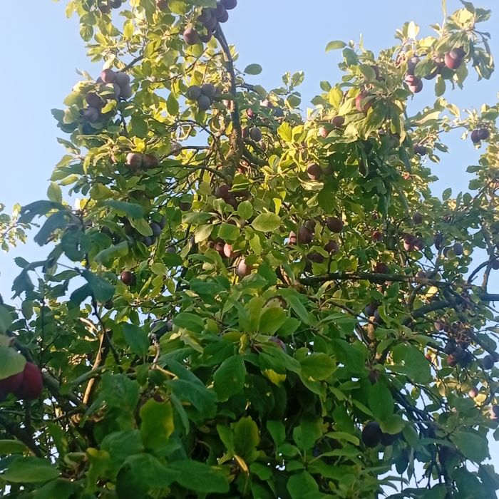 Prune de tuica si palinca cu transpotul gratuit la domiciliu