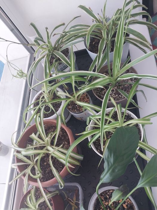 Продам комнатные цветы