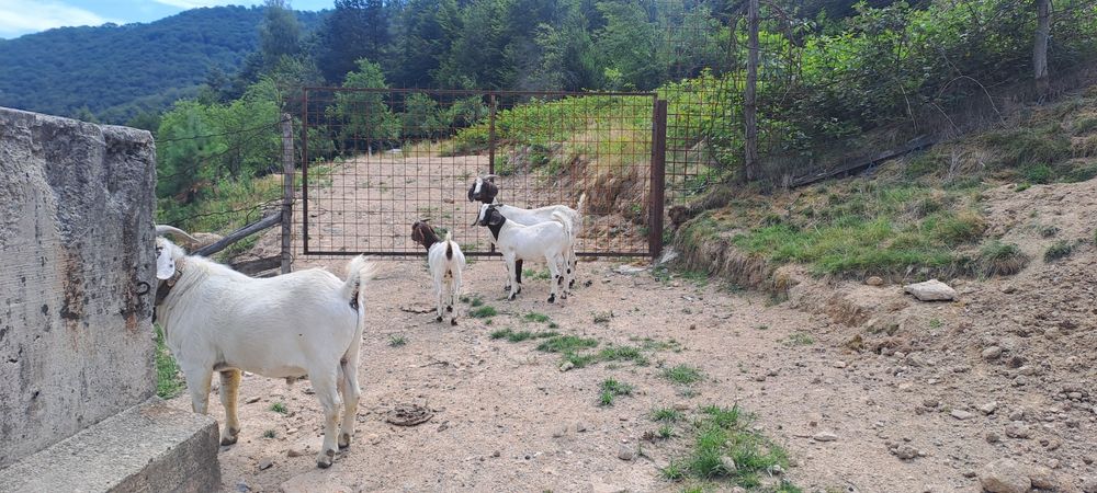 Vând țăpișor  boier