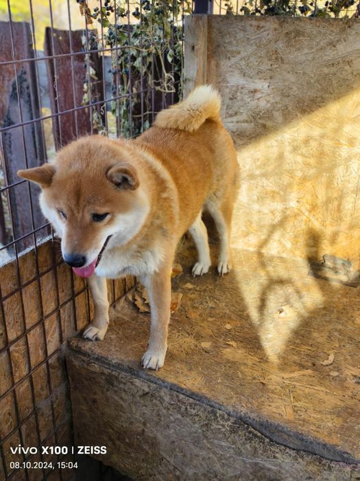 Продам сиба - ину.