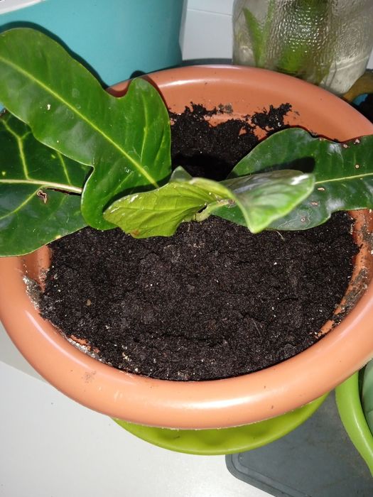 Продам цветы недорого