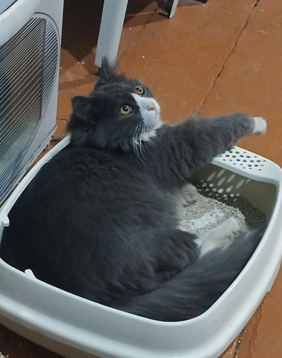 Котик в хорошие руки