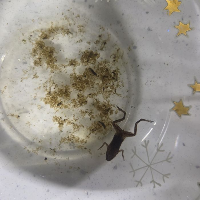 Donez broscuta pt acvariu