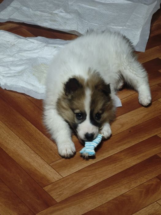 Щенок девочка в добрые руки