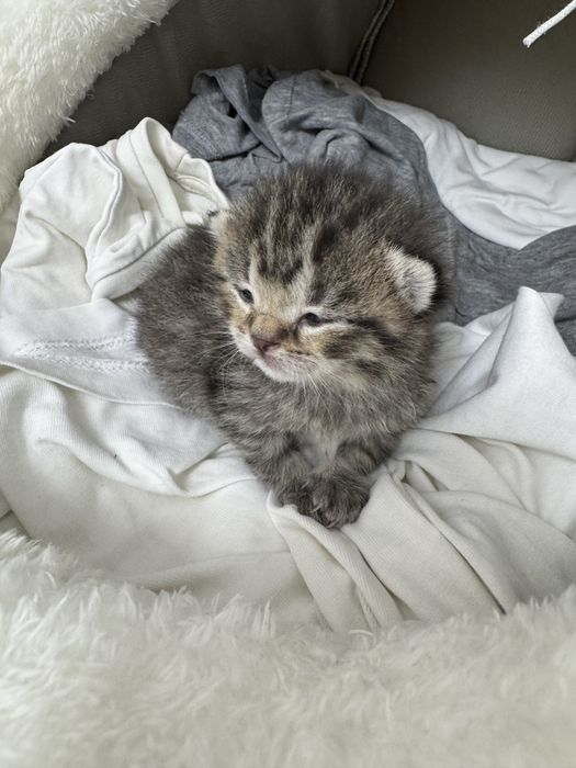 Британский котёнок.