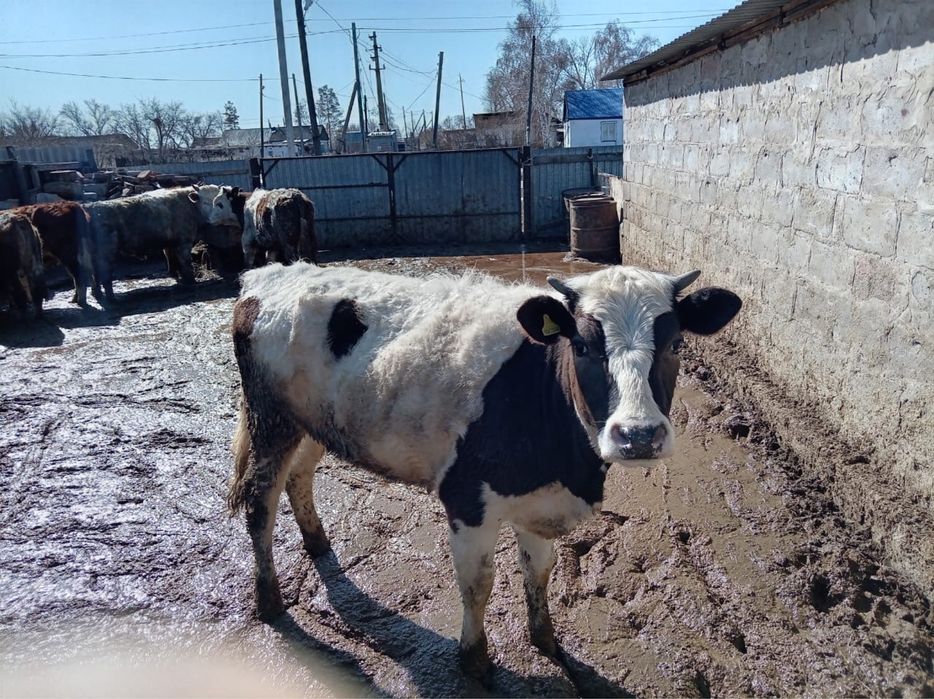 Продам телку годовалую