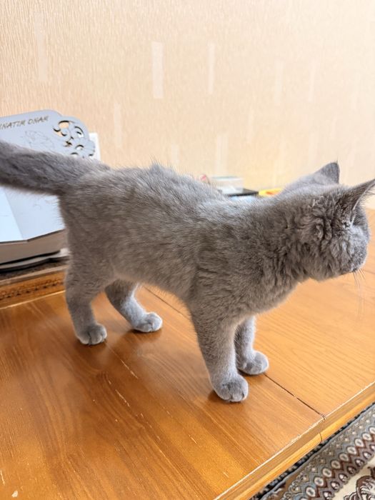 British Shorthair ( Britanskiy )